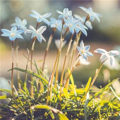 火狐体育APP体育手机app下载